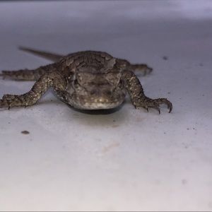 Meet your Posher, Eddye